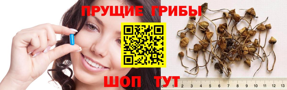 Кубинка  Псилоцибиновые грибы прущие грибы  Вход с VPN  Псилоцибиновые грибы GOLDEN TEACHER 